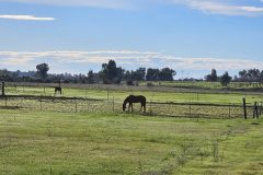 Horses in Corning, CA